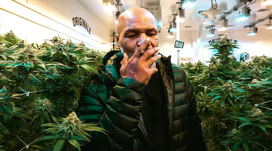 Mike Tyson asegura que en su rancho se fuma 40.000 dólares en weed cada mes