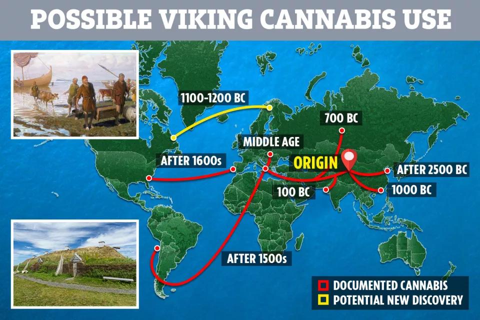 ¿Llevaron los vikingos la weed hasta América hace mil años?