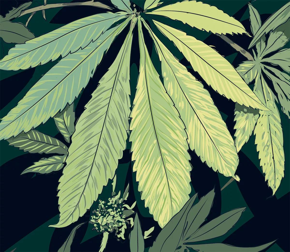 Ilustración cannabis, hojas amarillas