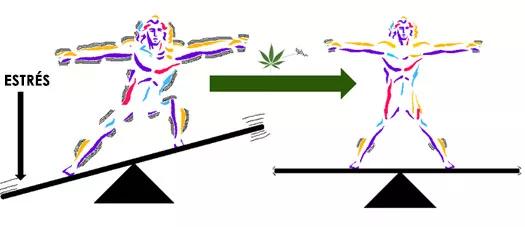 Representación del mecanismo homeostático y el papel de los cannabinoides (fuente: Instituto ICANNA)