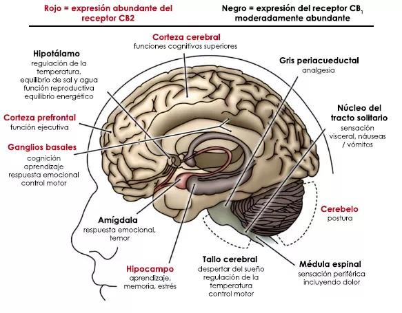  las regiones del cerebro con alta densidad de receptores cannabinoides (fuente: http://www.ipharmatrials.com/cannabidiol-menstrual-cycle/)