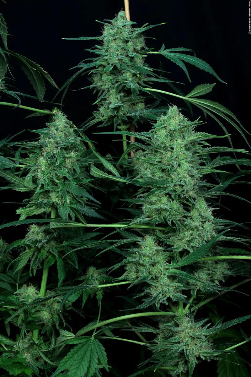 Durga Mata II CBD de Paradise Seeds