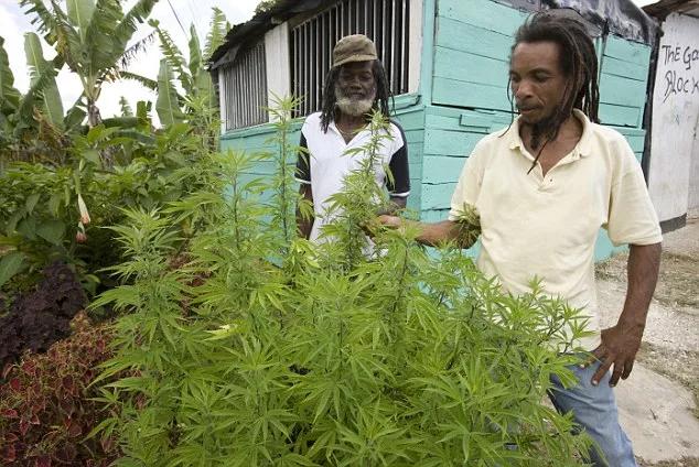 l gobierno de Jamaica ayuda a los granjeros locales a cultivar weed