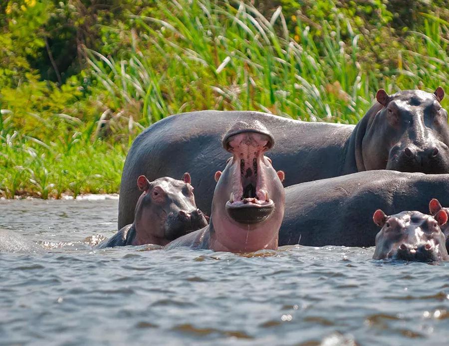 Después de que el famoso narco Pablo Escobar muriese, cuatro de los hipopótamos que tenía en su zoo escaparon. Se dice que los cien hipopótamos que viven en Colombia ahora son todos descendientes de los de Escobar.