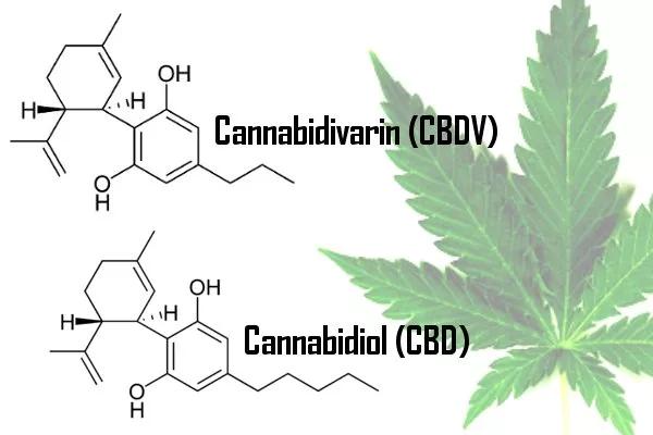 ¿Qué es el CBDV?