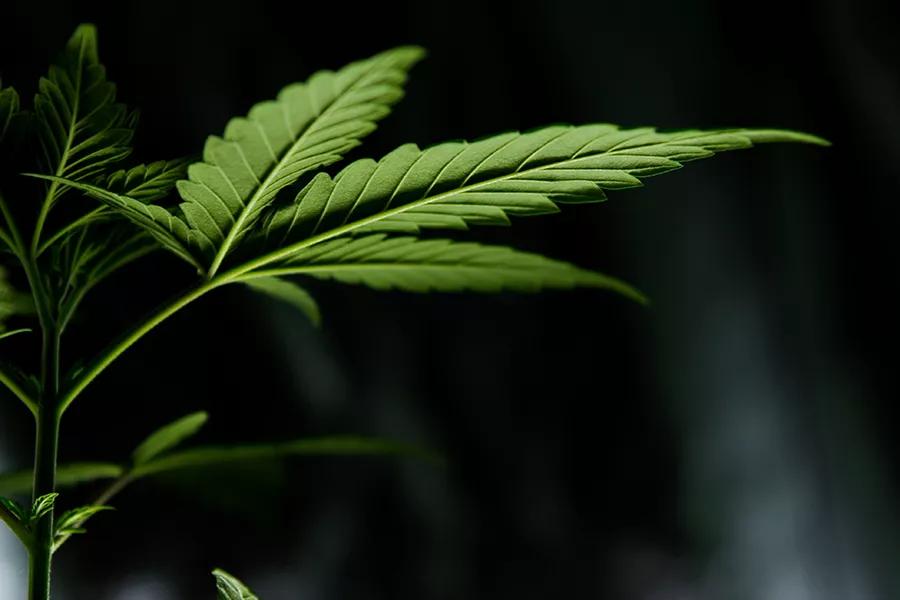¿Cómo solucionar carencias de calcio y magnesio en el cultivo de cannabis?