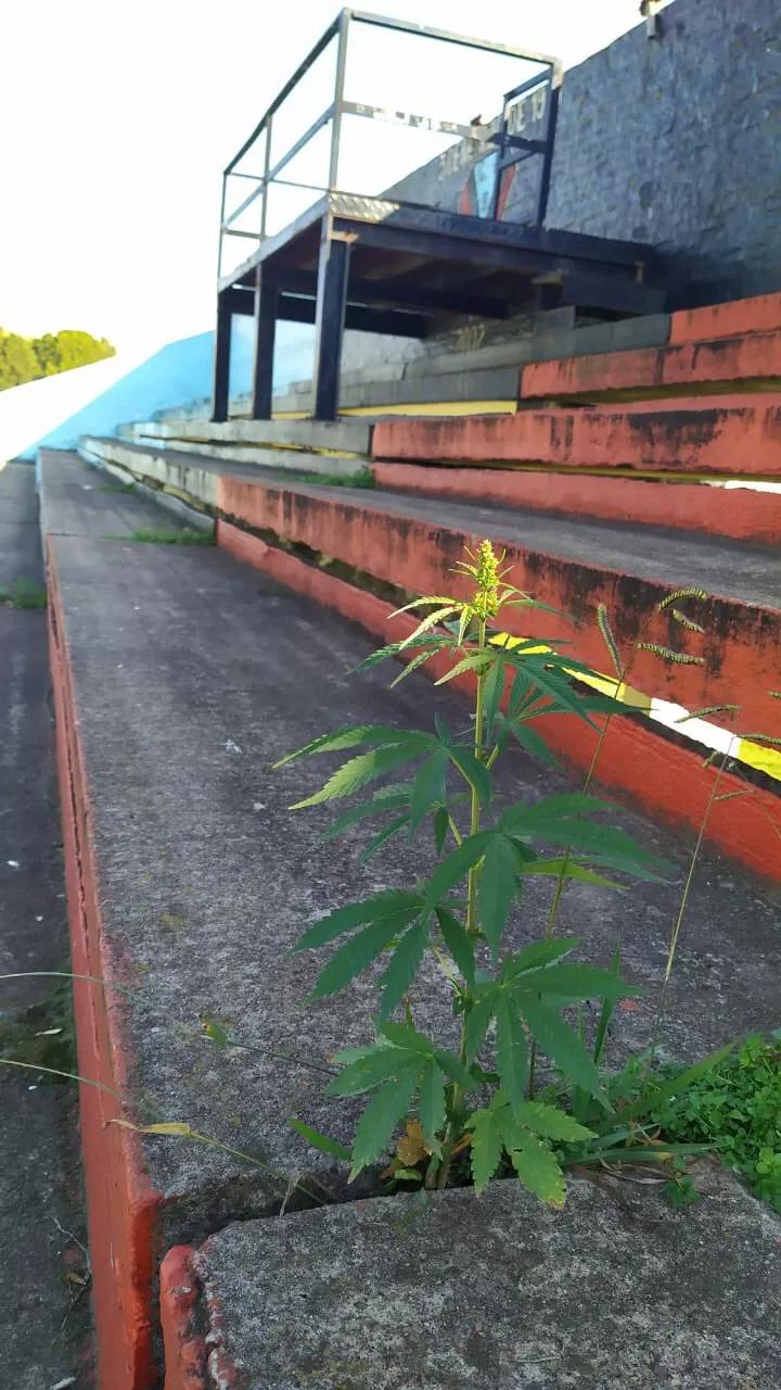 Crece planta de marihuana en estadio de fútbol