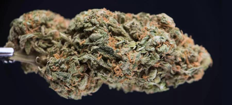 White Widow, ¿A qué se debe su popularidad?