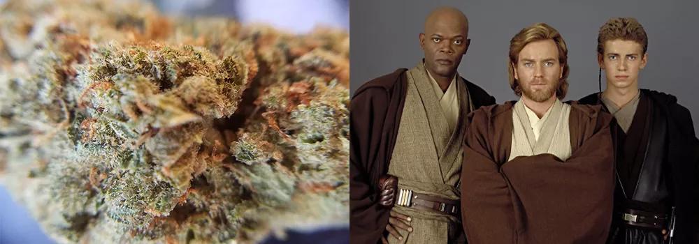 Jedi Kush