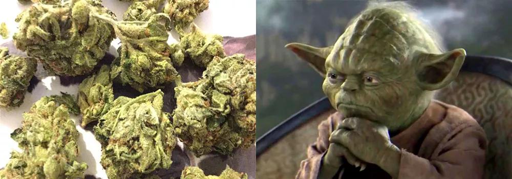 Yoda OG