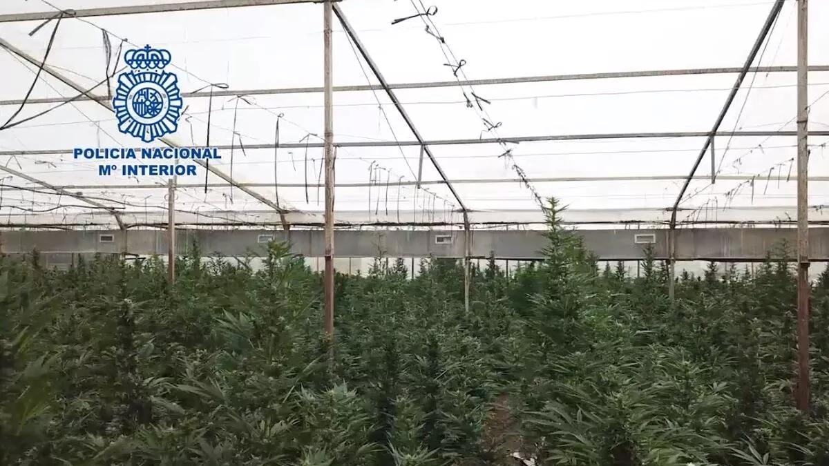Incautadas 18.081 plantas de marihuana en tres viveros de Vélez-Málaga