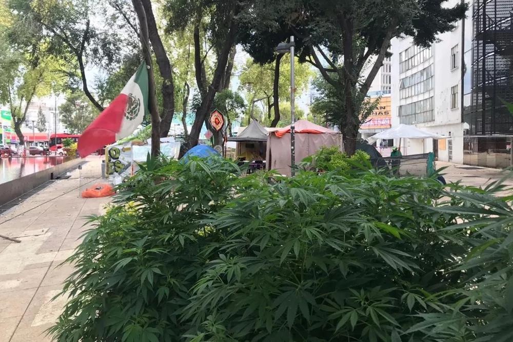 Crece una plantación de marihuana a las puertas del Senado de México