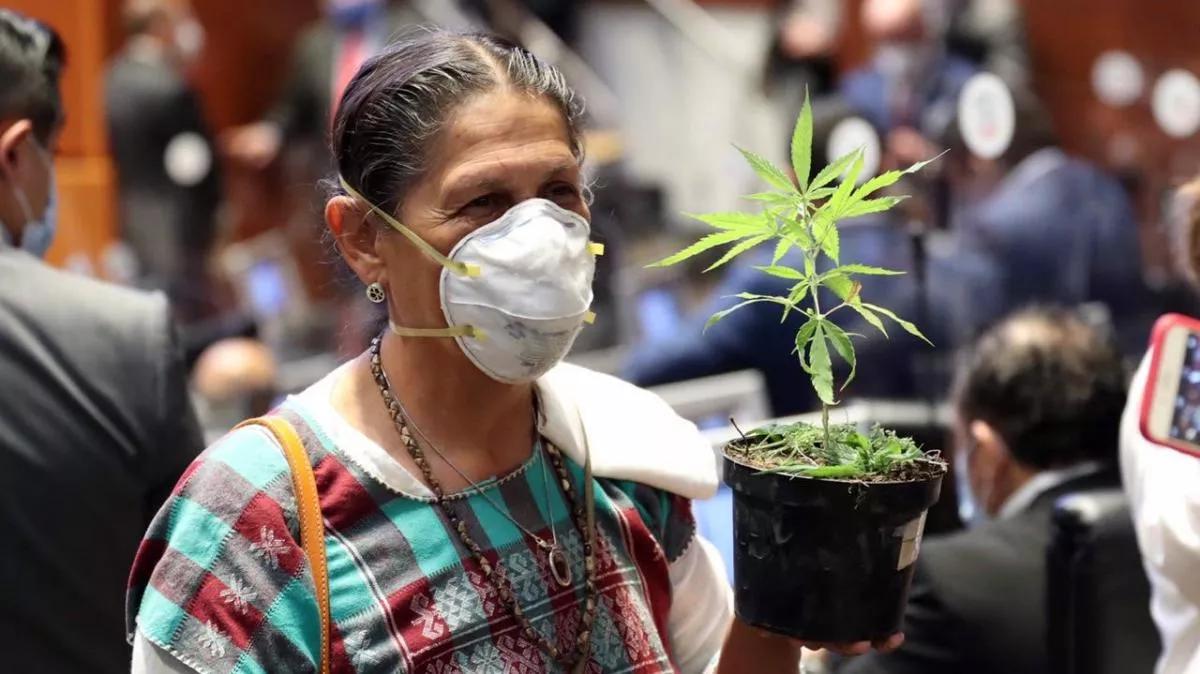 Senadora mexicana Jesusa Rodríguez lleva planta de cannabis al Senado y pide la despenalización