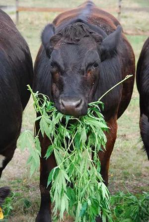 ¿Te coloca la leche de las vacas que han comido cáñamo?