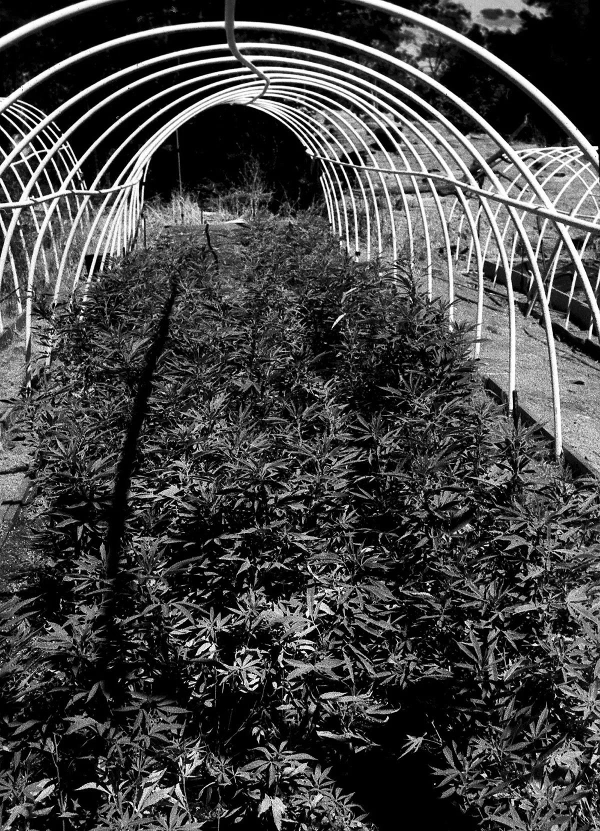 Plantación de cannabis