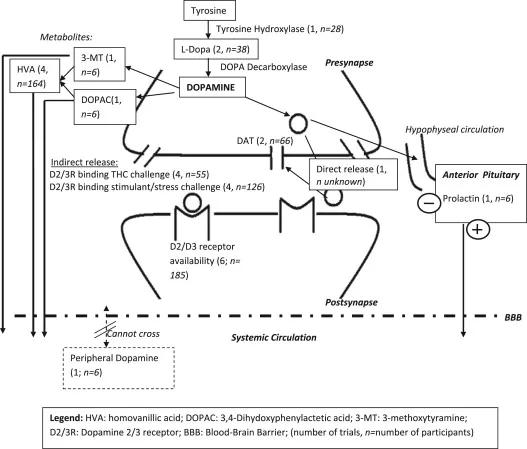 Does cannabis affect dopaminergic signaling in the human brain