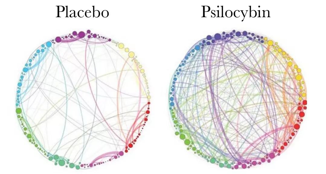 Psilocibina puede cambiar positivamente las emociones y las funciones cerebrales a largo plazo