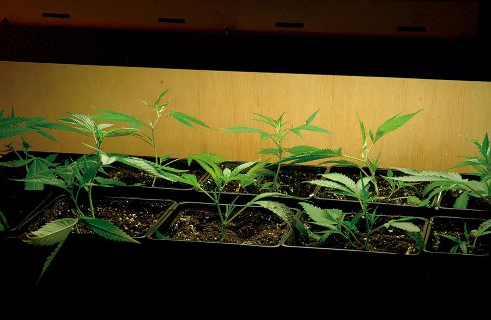 Las plantas jóvenes dedican más energía a formar raíces que hojas o ramas