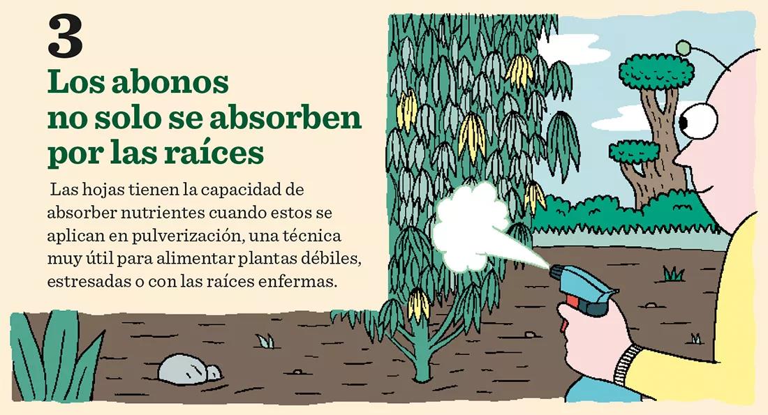 Los abonos no solo se absorben por las raíces. Las hojas tienen la capacidad de absorber nutrientes cuando estos se aplican en pulverización, una técnica muy útil para alimentar plantas débiles, estresadas o con las raíces enfermas.