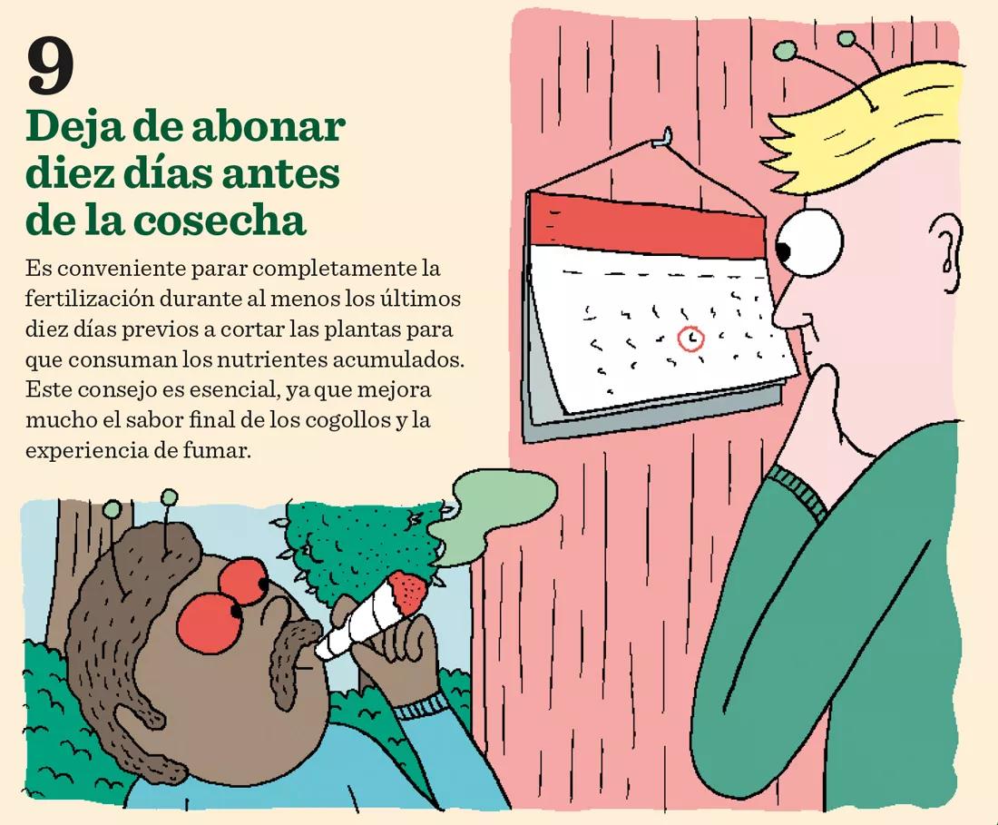 9.	Deja de abonar diez días antes de la cosecha. Es conveniente parar completamente la fertilización durante al menos los últimos diez días previos a cortar las plantas para que consuman los nutrientes acumulados. Este consejo es esencial, ya que mejora mucho el sabor final de los cogollos y la experiencia de fumar. 