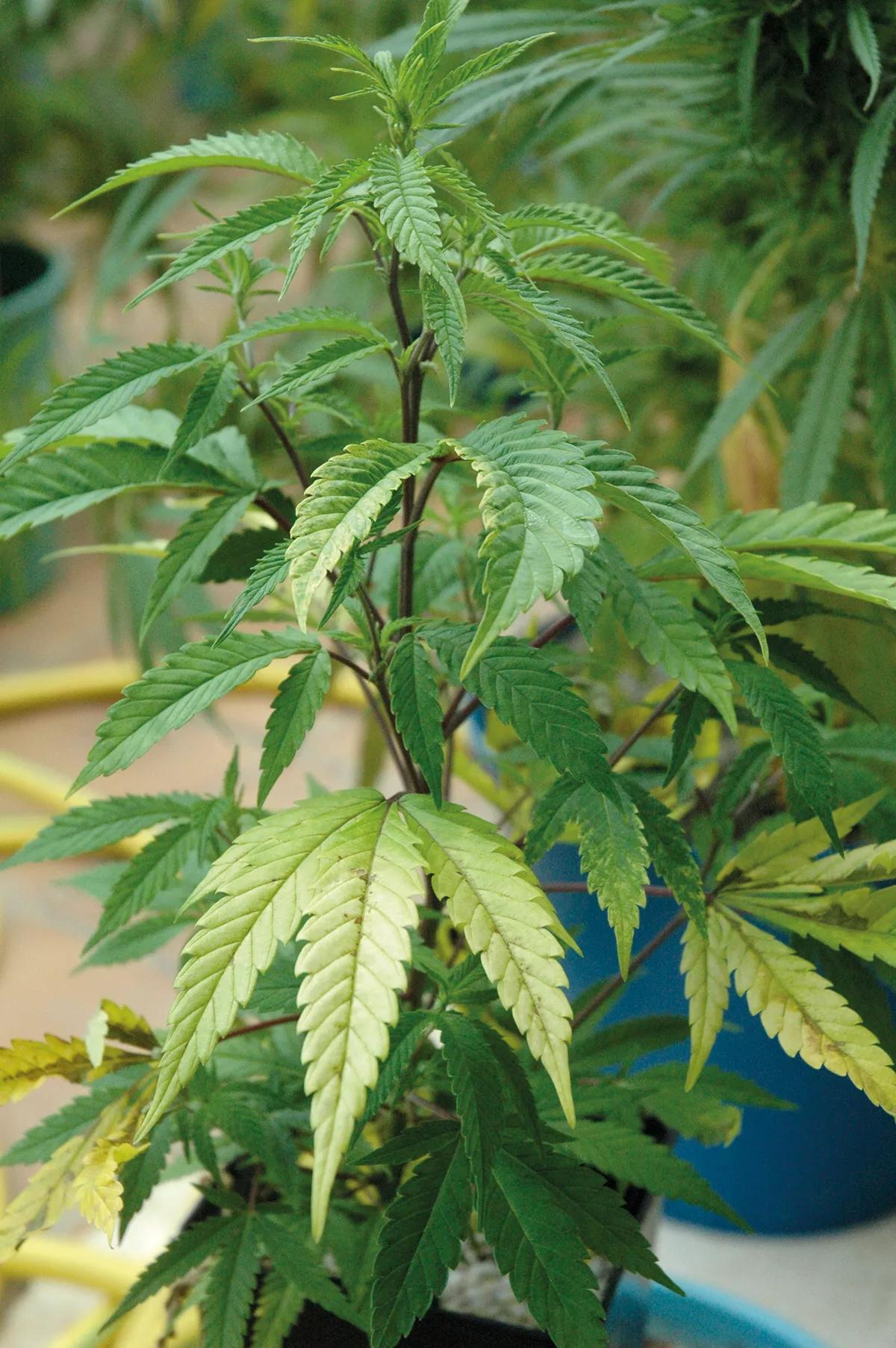 Si te fijas, las plantas te hablarán; esta está diciendo: “Abóname, por favor”. 