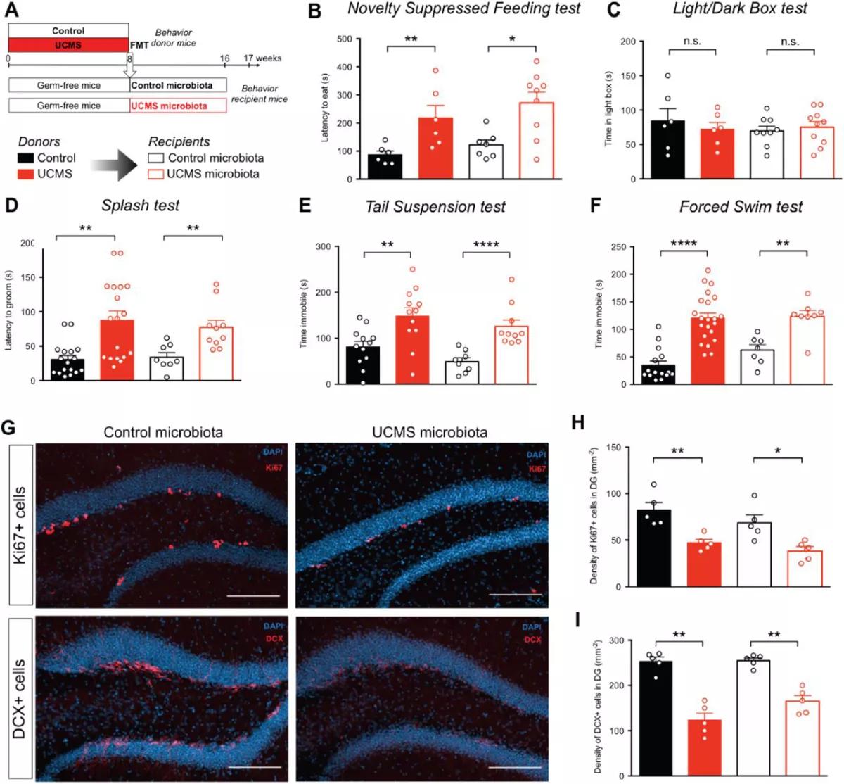 La microbiota de los ratones UCMS transfiere comportamientos depresivos y reduce la neurogénesis del hipocampo del adulto
