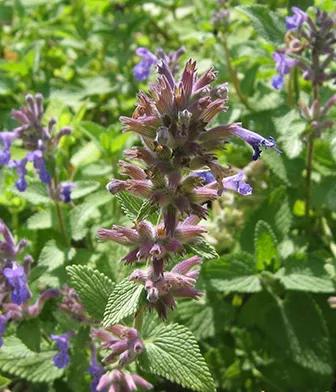 Nepeta cataria