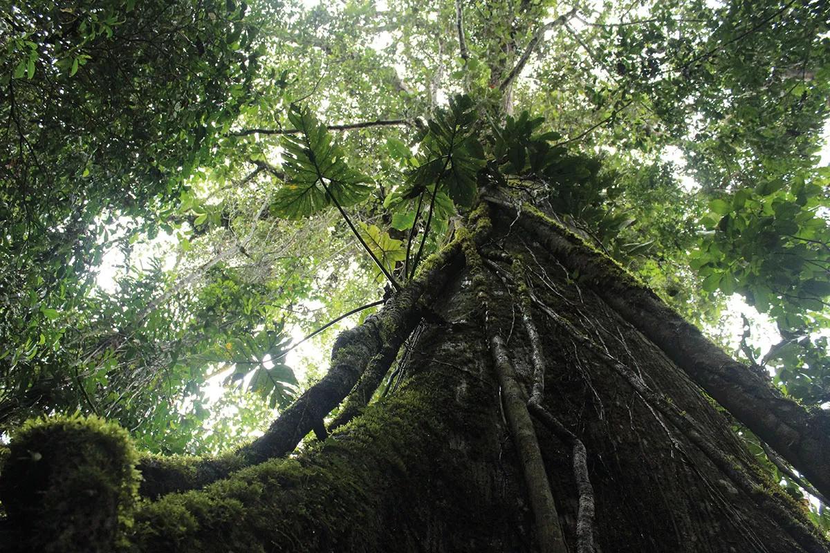Todos los matices del verde se encuentran en la selva. Aquí un ceibo centenario se eleva hacia el cielo y sirve de soporte para los bejucos que se enredan en su tronco.
