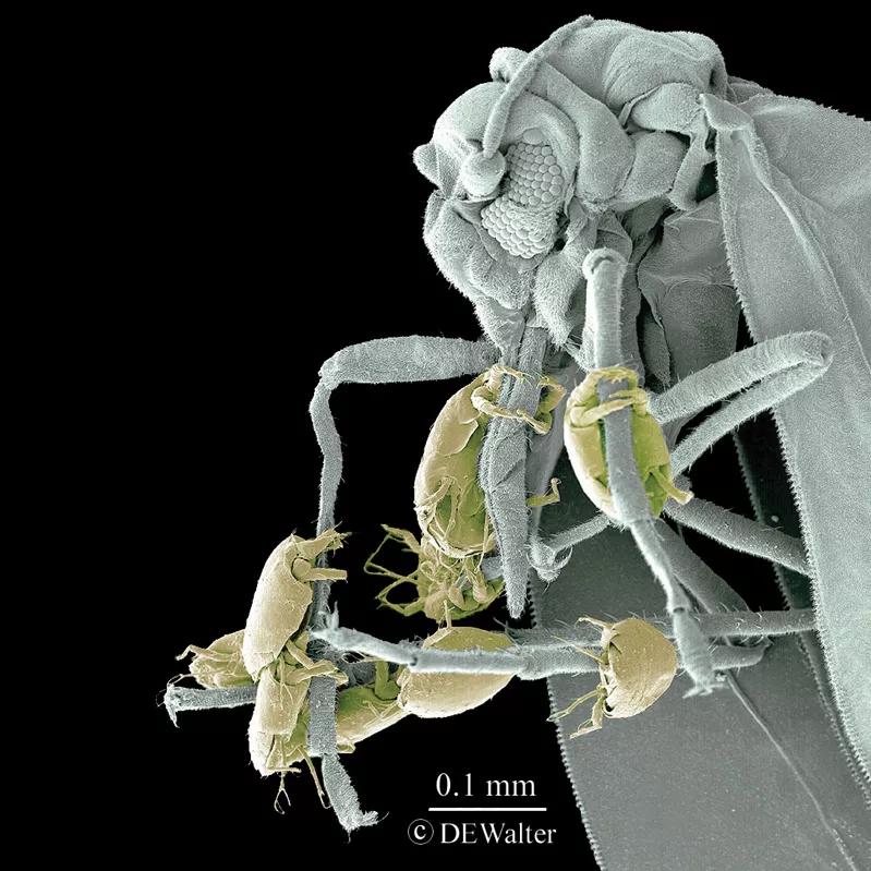 Los microácaros son insectos tan diminutos que prácticamente son invisibles al ojo humano.