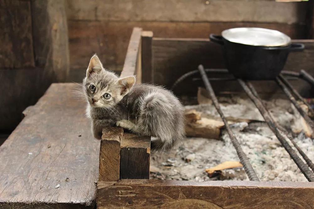 una cría de gato en la cocina de una casa en la comunidad de San Alberto.