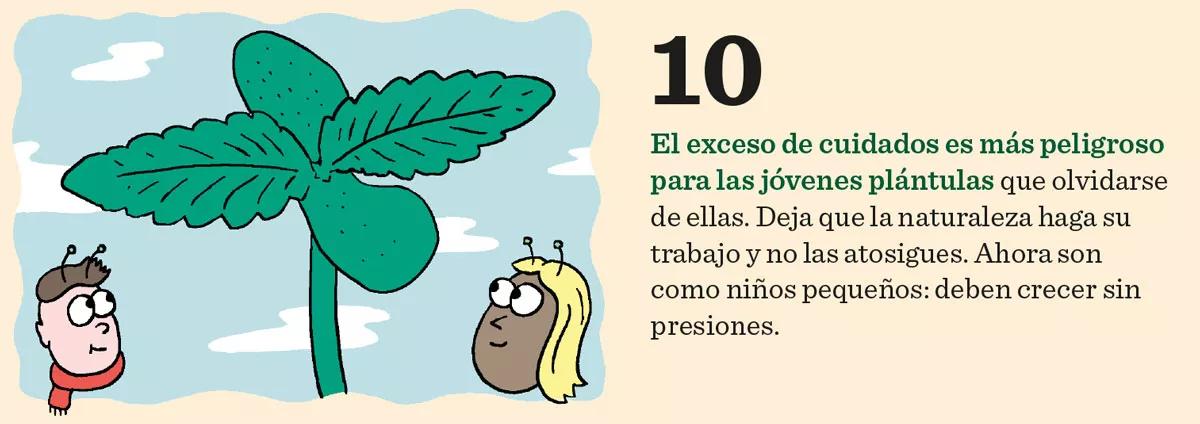 Diez consejos para la germinación y el primer crecimiento 