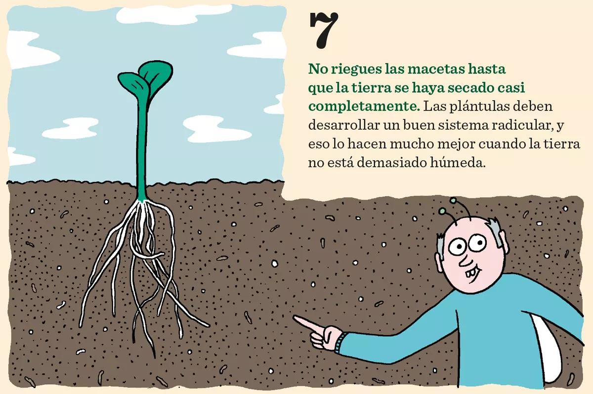 Diez consejos para la germinación y el primer crecimiento 