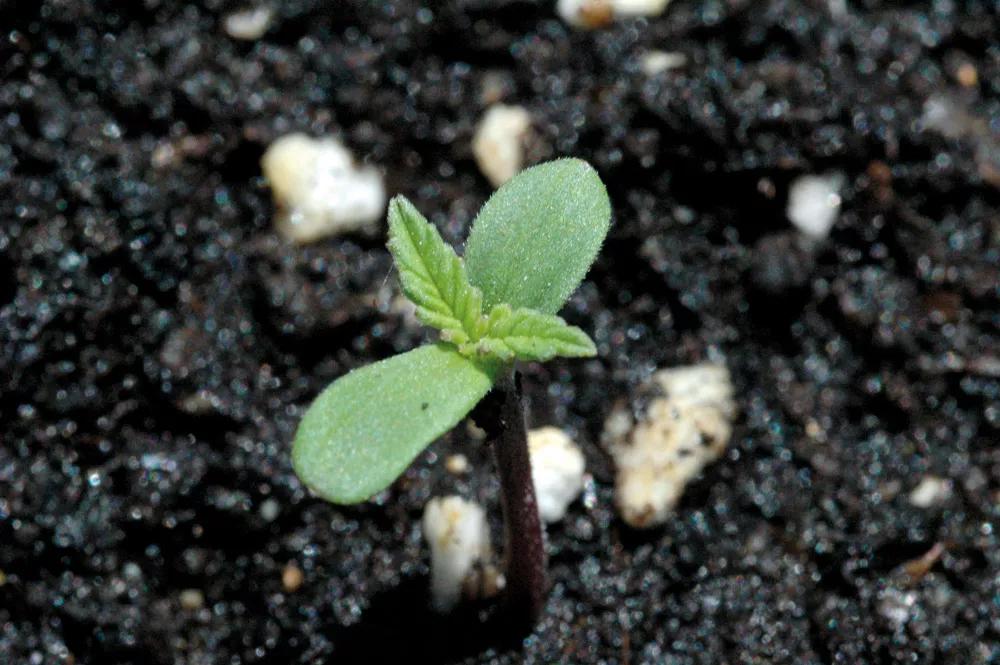 Los cotiledones son las hojas redondeadas y contienen la reserva de nutrientes de la semilla, las dos pequeñas centrales son las primeras hojas reales.