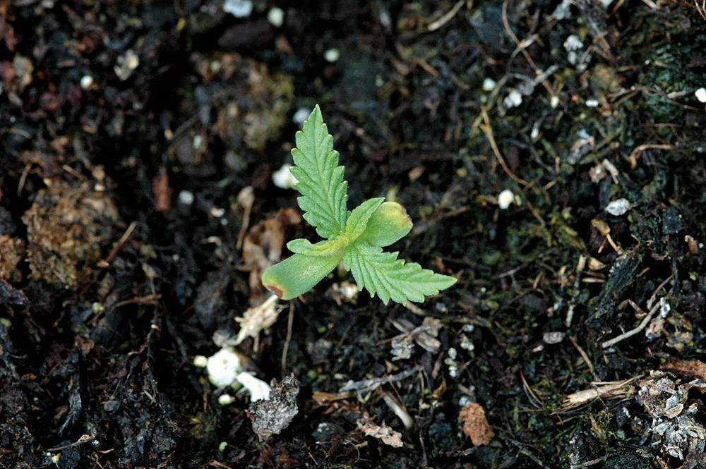 Un ejemplo de lo que el frío puede hacer en una semilla recién germinada: la debilita y facilita la aparición de hongos y enfermedades. 