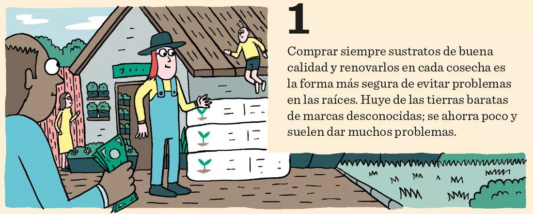 El cannabis come por los pies: doce pasos para mantener sanas las raíces 