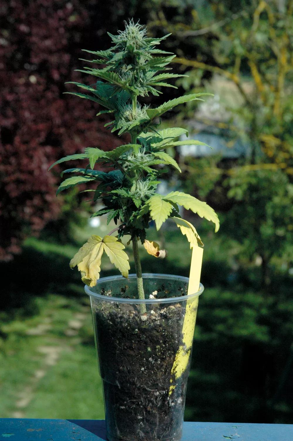 Se pueden cultivar plantas sanas en macetas pequeñas, pero la producción será muy baja. 