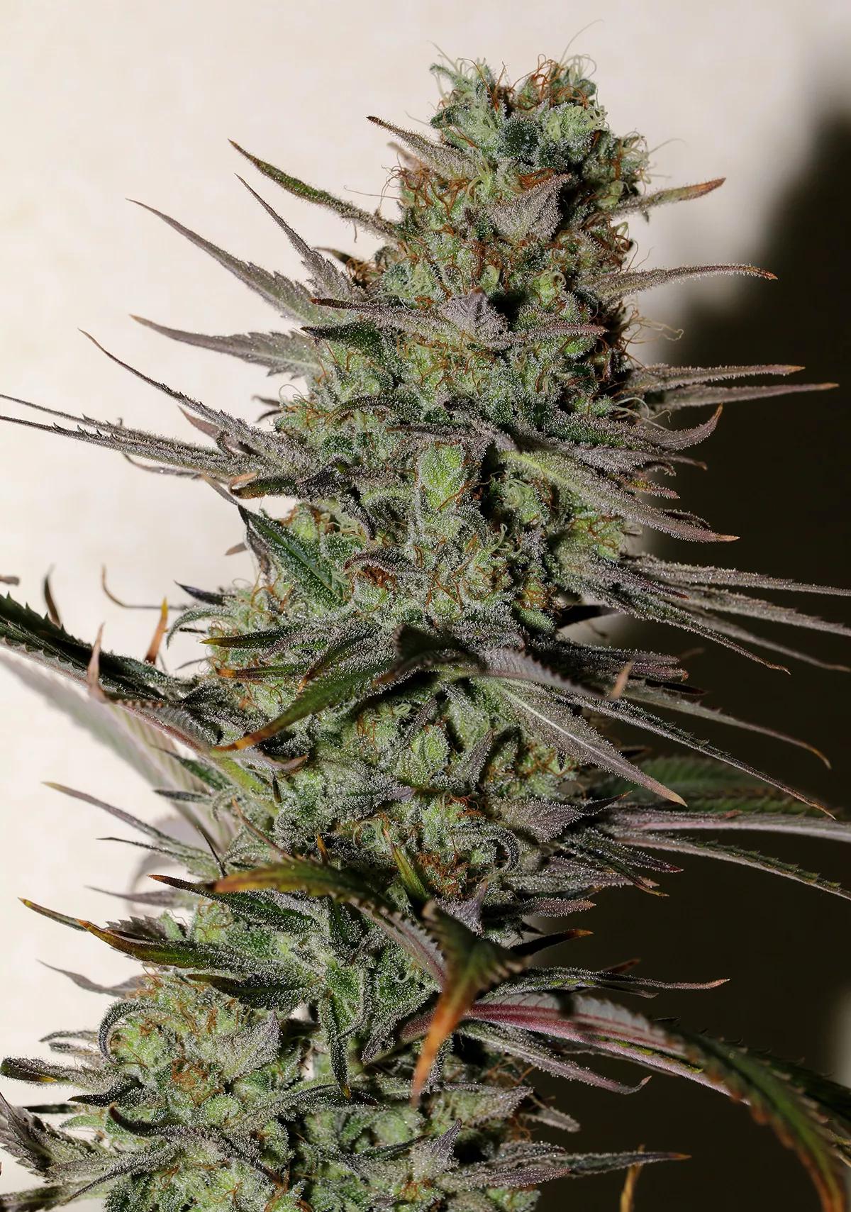 Morpheus es una variedad de cannabis medicinal con un ratio equilibrado de cannabinoides.