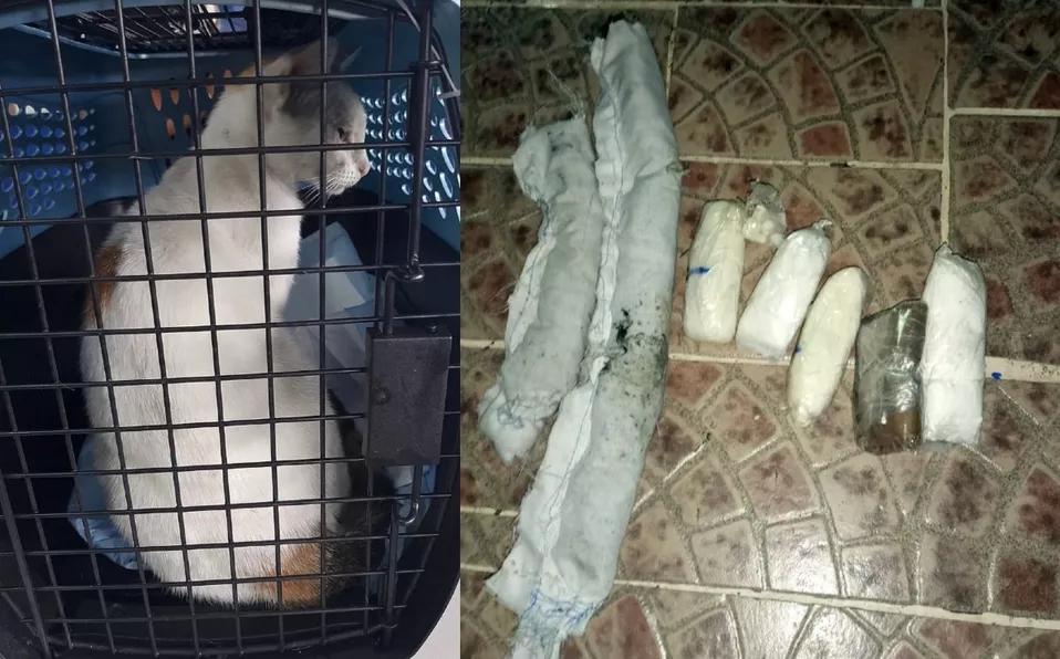 Pillan a un gato introduciendo cocaína, crack y cannabis en una cárcel panameña