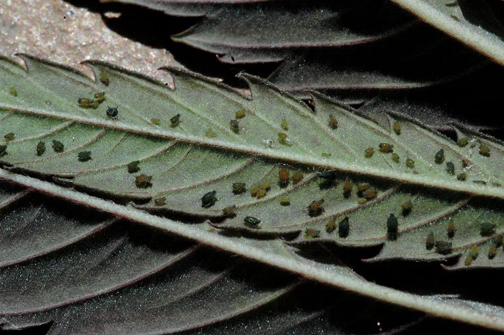 Las plagas como el pulgón debilitan las plantas y pueden quedar cadáveres en los cogollos que no conviene fumar.