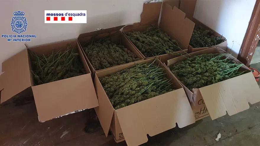 40.000 plantas y 600 kilos de marihuana incautados en una operación contra una mafia china