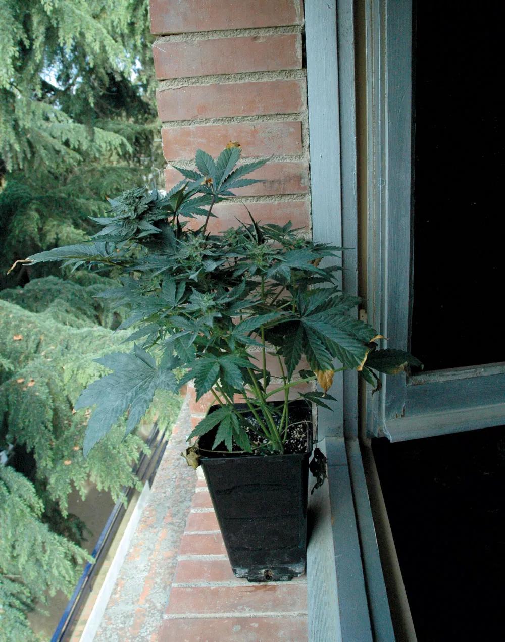 Algunas variedades autoflorecientes son tan pequeñas que caben en el alfeizar de la ventana. 