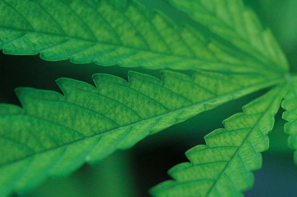 Observa las hojas: te indicarán si las plantas tienen hambre. 