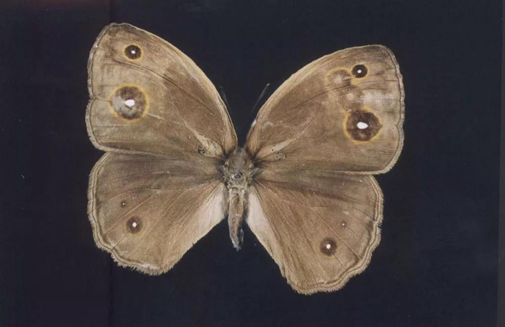 En Nature? se pueden ver patrones únicos en las alas de mariposa que nunca van a ser transferidos por genética a sus posibles descendientes. 