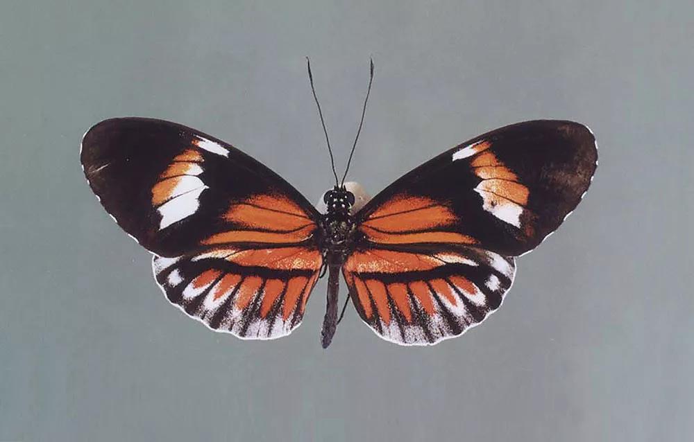 Nature?, obra de Marta de Menezes, consiste en la manipulación de los patrones de las alas de una mariposa cuando se encuentra en su fase de crisálida. La intención es cuestionar la falsa división entre lo natural y lo artificial.