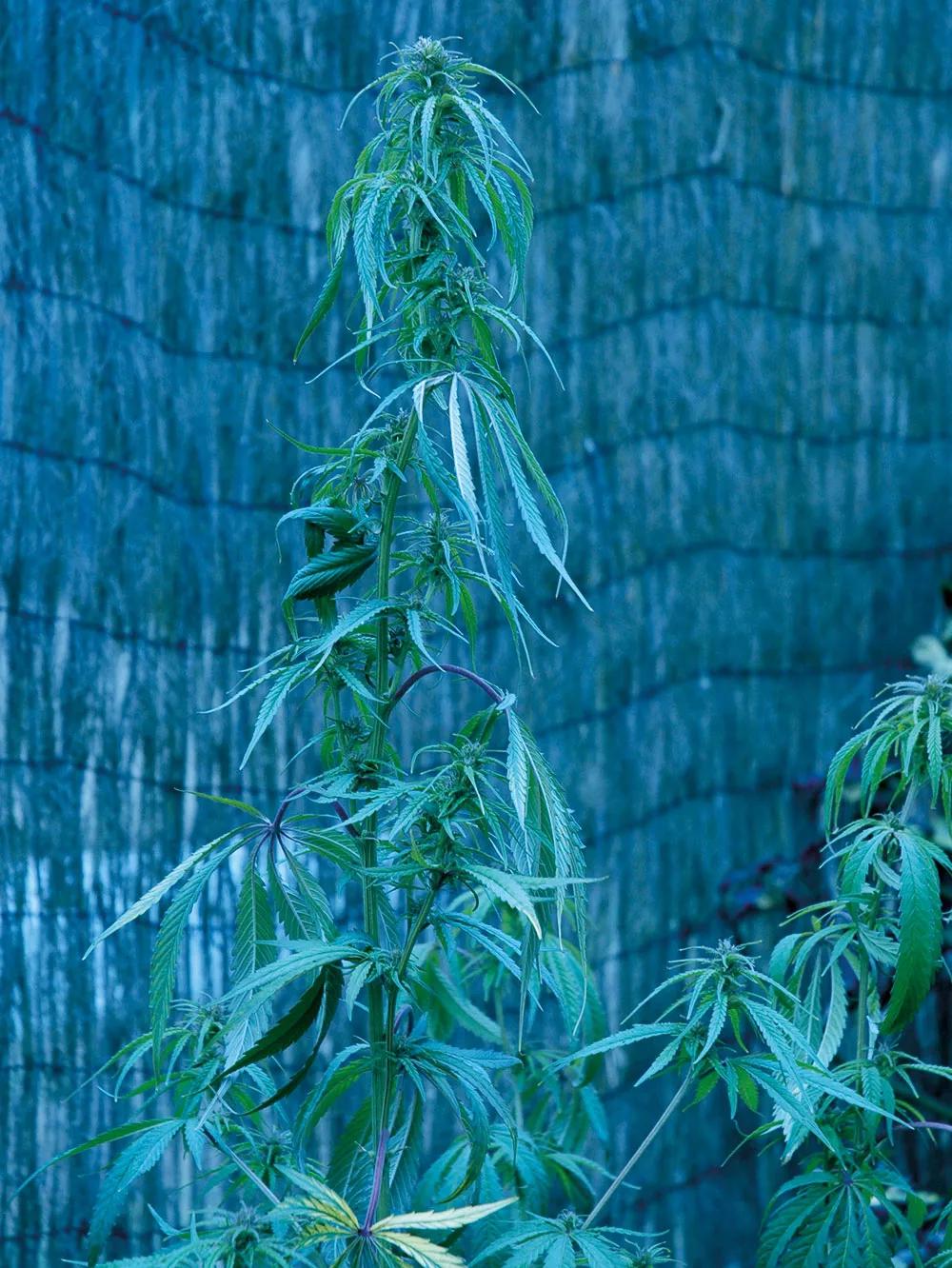 Cuando el VPD es excesivo, la planta se acaba marchitando, y no siempre es porque le falte agua en las raíces, a veces sencillamente no es capaz de absorberla lo suficientemente rápido. 