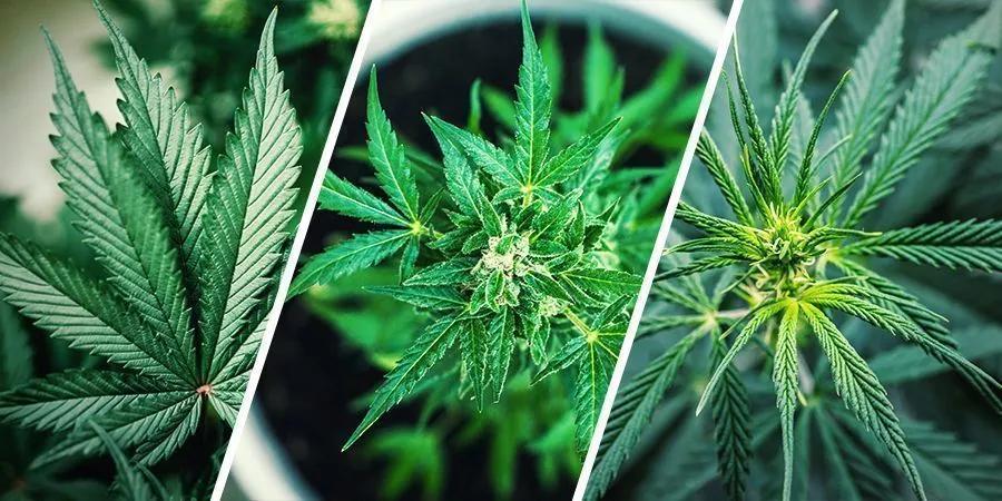 El buscador de semillas de Zamnesia te guía de forma sencilla en la elección de la variedad de cannabis más adecuada para ti