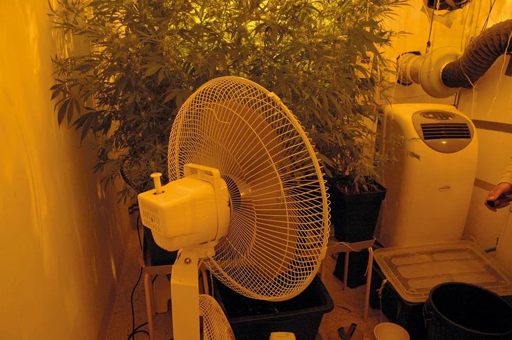El mismo ventilador oscilante que usamos en el cultivo sirve para mantener el secadero bien ventilado. 
