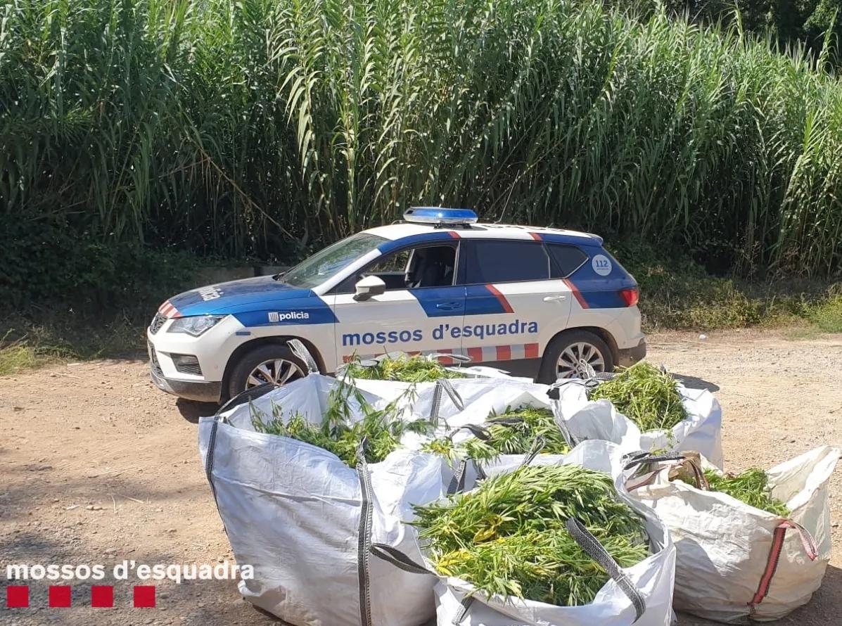 Los Mossos d’Esquadra detectan trampas con armas para proteger cultivos ilegales de cannabis 1