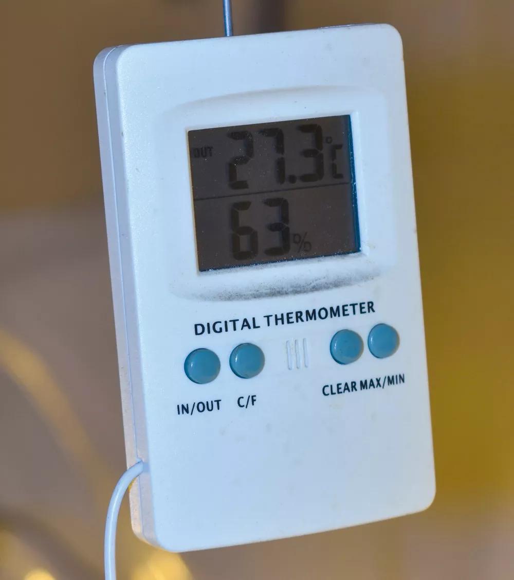 El olor siempre es más intenso cuanto más alta es la temperatura, pues aumenta la evaporación de terpenos. 