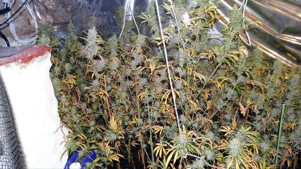 Un juez absuelve a dos personas con 400 plantas de cannabis por la “sorprendente” entrada policial